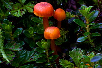 Fungus (Hygrocybe sp) Sikkim, India.