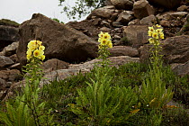 Panicled yellow poppy (Meconopsis paniculata) growing on rocky ground, Sikkim, India.