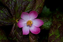 Close up of Himalayan mayapple (Podophyllum hexandrum) Sikkim, India.