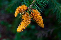 Close up of Morinda spruce (Picea smithiana) cones infected by fungus. Chele La, Bhutan.