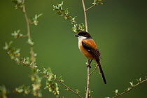 Long-tailed shrike (Lanius schach) perched on branch, India.