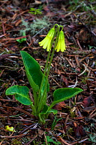 Primrose (Primula sp) flower, Chele La, Bhutan.