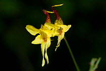 Flowers (Impatiens stenantha) West Bengal, India.