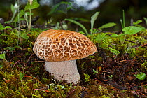 Morel mushroom (Morchella sp) fungus. Bhutan.