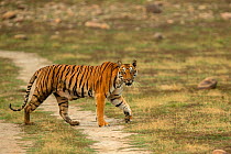 Tiger (Panthera tigris) crossing trail, Jim Corbett National Park, Uttarakhand, India.