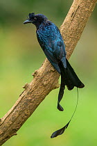 Greater Racket-tailed Drongo (Dicrurus paradiseus) perched on branch, Kerala, India.