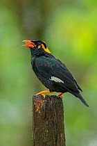 Lesser hill myna (Gracula indica) singing on branch, Kerala, India. Small repro only.