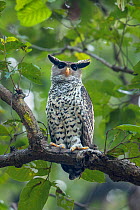 Spot-bellied eagle owl (Bubo nipalensis) perched on branch,  Jim Corbett National Park, Uttarakhand, India.
