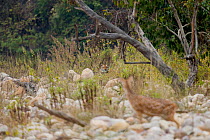 Tiger (Panthera tigris) in tall grass with Chital / Spotted deer (Axis axis) on the lookout, Jim Corbett National Park, Uttarakhand, India.