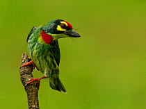 Coppersmith barbet (Psilopogon haemacephalus) perched on branch, Bangalore, Karnataka, India. Small repro only.