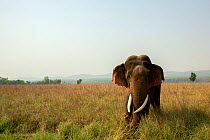 Asian elephant (Elephas maximus) in grassland, Jim Corbett National Park, Uttarakhand, India.