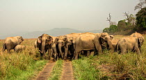 Asian elephants (Elephas maximus) herd crossing trail, Uttarakhand, India.