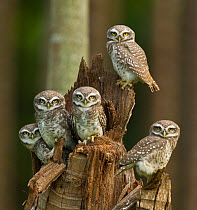 Spotted owlets (Athene brama) group of juveniles, Tamil Nadu, India.