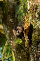 Lion-tailed Macaque (Macaca silenus) on a tree by open jackfruit, Valparai, Tamil Nadu, India.