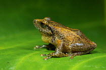 Himalayan tree frog (Polypedates maculatus), sitting on leaf, profile, Valparai, Tamil Nadu, India.