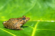 Kani bushfrog (Pseudophilautus kani) sitting on leaf, profile, Valparai, Tamil Nadu, India.