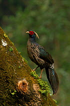 Kalij pheasant (Lophura leucomelanos) perched on a tree, Sat Tal, Uttarakhand, India. Small repro only.