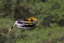 Great Indian Hornbill (Buceros bicornis) female in flight, Valparai, Tamil Nadu, India.