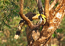 Great Indian hornbill (Buceros bicornis) male perched on a branch, tearing up dead branch to look for insects, Tamil Nadu, India.