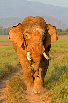 Asian elephant (Elephas maximus) walking, Jim Corbett National Park, Uttarakhand, India.