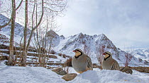 Chukar partridges (Alectoris chukar) three in snow, Ladakh, Jammu and Kashmir, India. March.