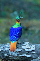 Himalayan monal (Lophophorus impejanus) male perched on branch, Uttarakhand, India. Small repro only.