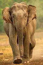 Asian elephant (Elephas maximus) walking, Jim Corbett National Park,Uttarakhand, India.