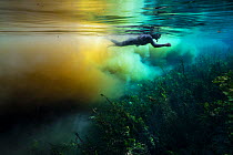 Diver in crystal clear spring creek, flowing in to the muddy floodplain rivers Rio Salobra and Rio Miranda, with water plants mainly Water hyacinth (Eichhornia sp.) Pantanal, Mato Grosso do Sul, Brazi...