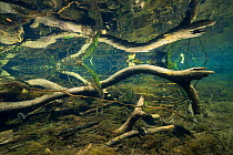 Dead wood and aquatic plants in a clear stream of the Pantanal, Brazil. Photographed for The Freshwater Project