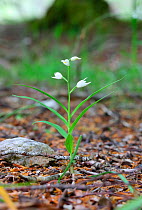 Sword-leaved helleborine (Cephalantheria longifolia). Apennines, Italy, May.