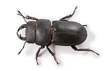 Lesser Stag Beetle (Dorcus parallelipipedus). Surrey, England, UK, Controlled conditions