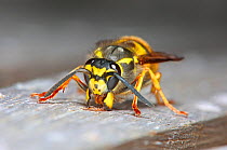 German wasp (Vespula germanica) queen scraping wood pulp with her jaws. Surrey, England, UK, April.