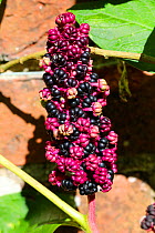 Indian pokeweed (Phytolacca acinosa) ripening berries. Surrey, England, UK. September.