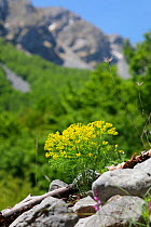 Cypress spurge (Euphorbia cyperissias), Apennines, Italy. Apennines, Italy, May.