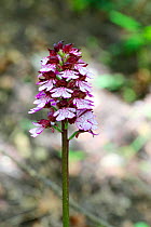 Lady orchid (Orchis purpurea) growing beside a chalk stream. Apennines, Italy, May.
