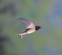 Barn Swallow (Hirundo rustica) bringing food to the nest. Surrey, England, UK.