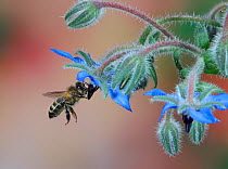 Honey Bee (Apis mellifera) worker visiting Borage (Borago officinalis) flowers. Surrey, England, UK, July.