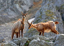 Abruzzo chamois (Rupicapra rupicapra) in spring moult on a rocky ledge. Apennines, Italy, May.