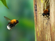 Tree bumblebee (Bombus hypnorum) worker approaching nest in bird box. Surrey, England, UK, May.
