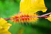 Sycamore moth (Acronicta aceris) caterpillar. Surrey, England, UK, September.