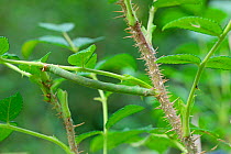 Swallow-tailed Moth (Ourapteryx sambucaria) caterpillar on Rose (Rosa rugosa). Surrey, England, UK, August.