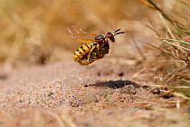Bee-killer Wasp (Philanthus triangulum) approaching burrow with honey bee prey. Surrey, England, UK, July.