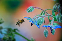 Honey Bee (Apis mellifera) worker visiting Borage (Borago officinalis) flowers. Surrey, England,