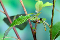 Parasitic wasp (Braconidae) with ovipositor extended approaching caterpillar of Lesser Willow Sawfly (Nematus pavidus).   Surrey, England, June.