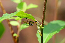 Parasitic wasp (Braconidae) with ovipositor extended approaching caterpillar of Lesser Willow Sawfly (Nematus pavidus). Surrey, England, June.