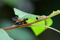 Parasitic wasps (Braconidae) approaching caterpillar of Lesser willow sawfly (Nematus pavidus) to lay eggs on,  Surrey, England, UK. June.