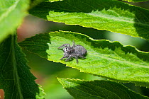 Jumping spider (Philaeus chrysops) female. Apennines, Italy, May.