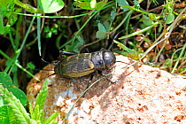 Field Cricket (Gryllus campestris) female. Apennines, Italy, May.