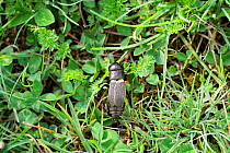 Field cricket (Gryllus campestris) female. Apennines, Italy, May.