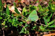 Green hairstreak butterfly (Callophrys rubi). Apennines, Italy, May.
